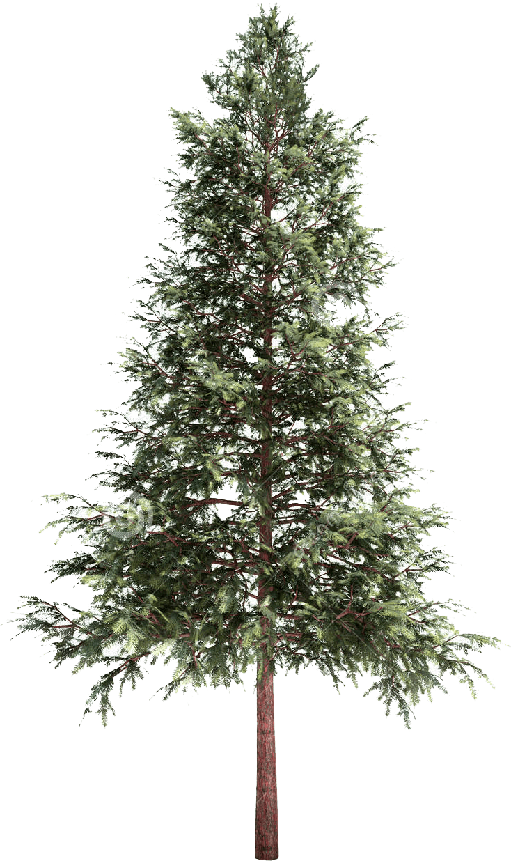 norwayspruce