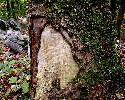 post-29934-0-67617000-1374915781